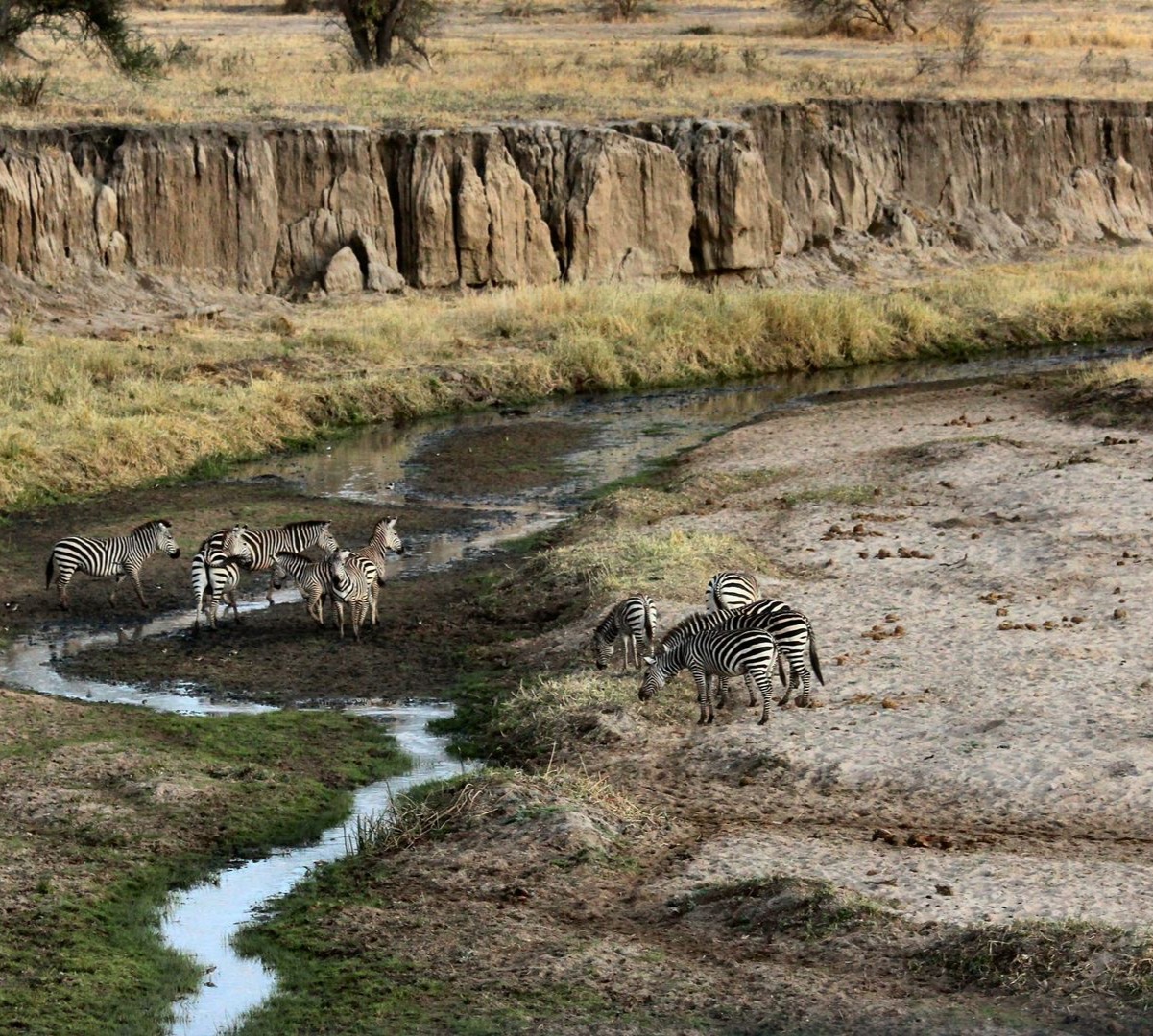 four days Tanzania safari royal tour 8